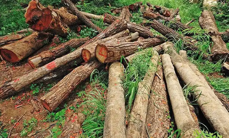 نکات پیک‌نیک در جنگل