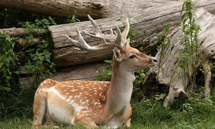 حیوانات جنگل‌های ایران