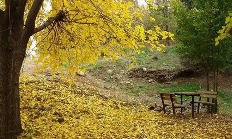  اقامت در پارک‌های جنگلی
