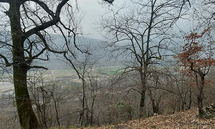 جنگل درمانی