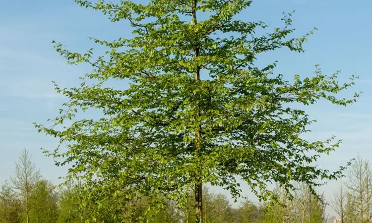 نقش درخت انجیلی