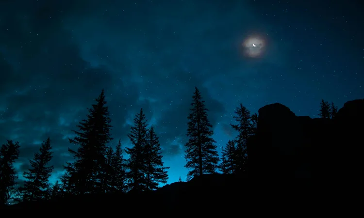 شب مانی در جنگل های شمال