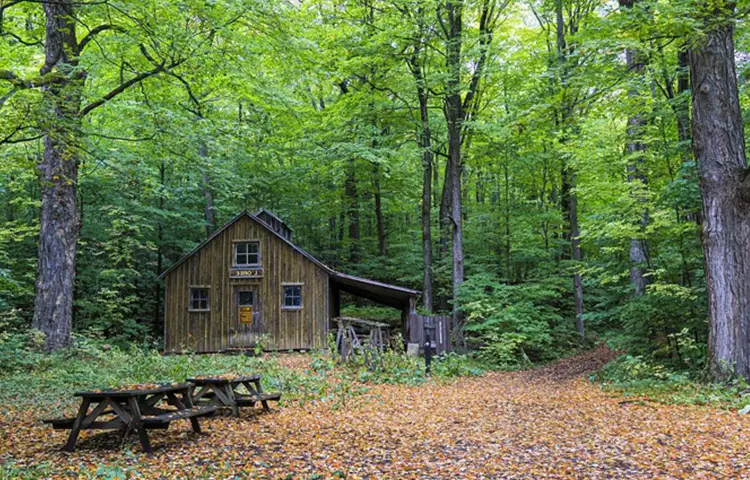 اقامت در جنگل