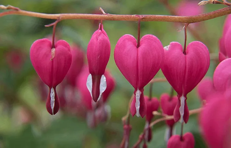 شناخت خاص ترین گونه های گیاهی