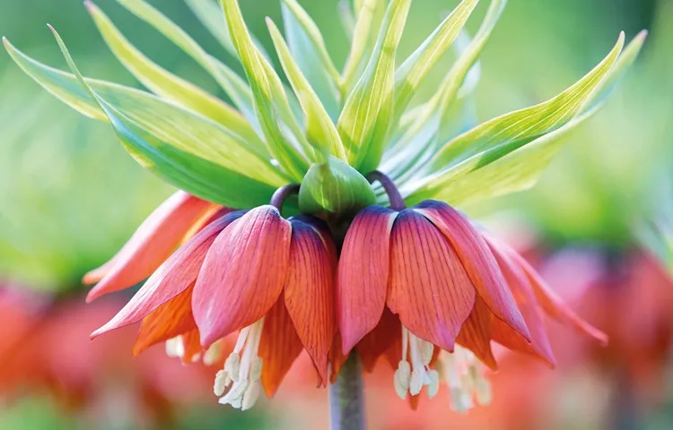 گیاهان نادر