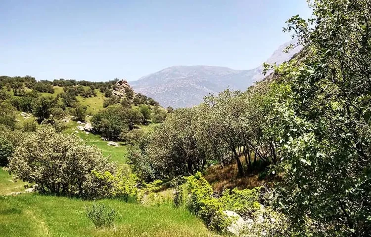 جنگل های فندقلو