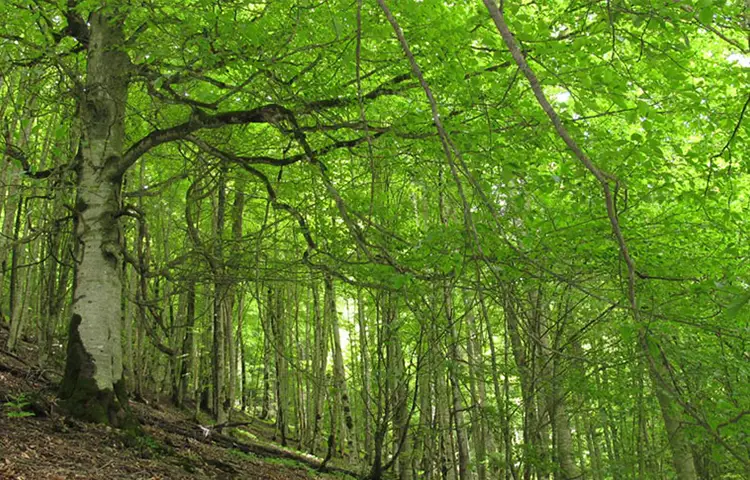 جنگل هیرکانی