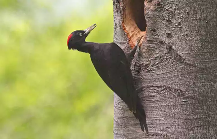 دارکوب سیاه