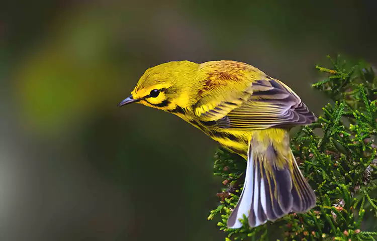 زردپره سرسیاه