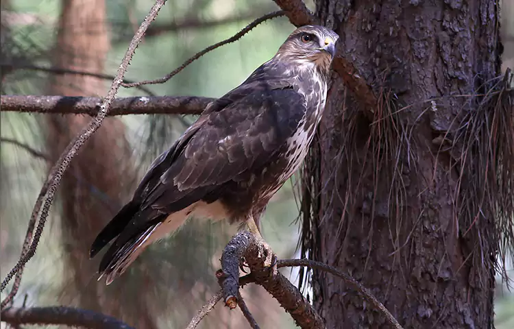 سارگپه جتگلی