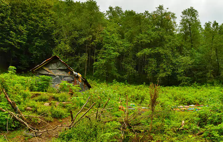 جنگل شیرگاه