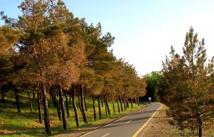 پارک جنگلی چیتگر