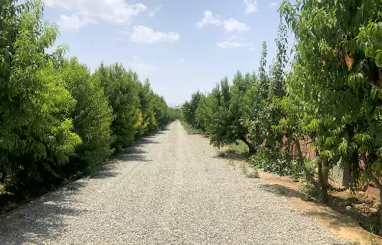 کمپینگ عباس آباد