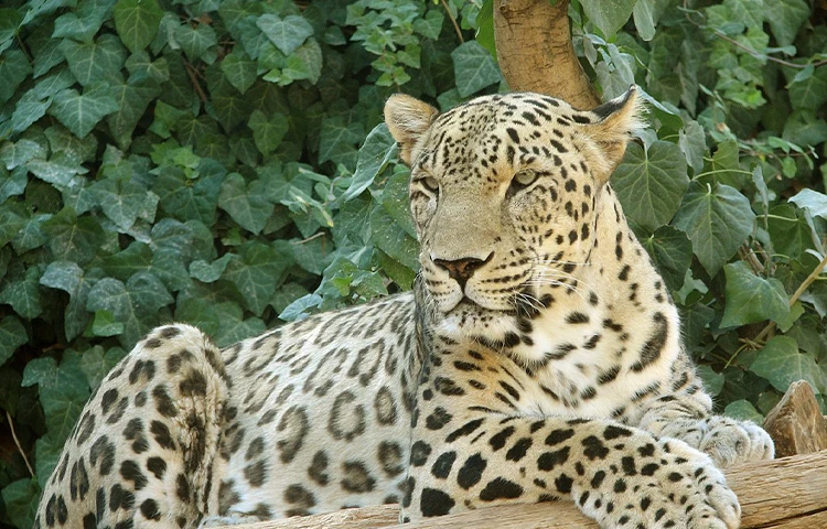 پلنگ ایرانی