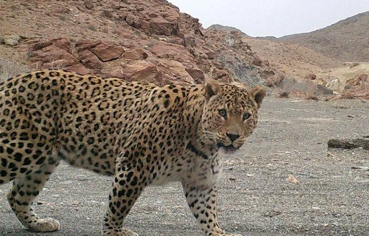 پلنگ ایرانی