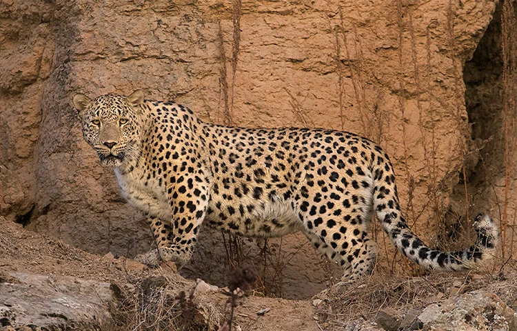 پلنگ ایرانی