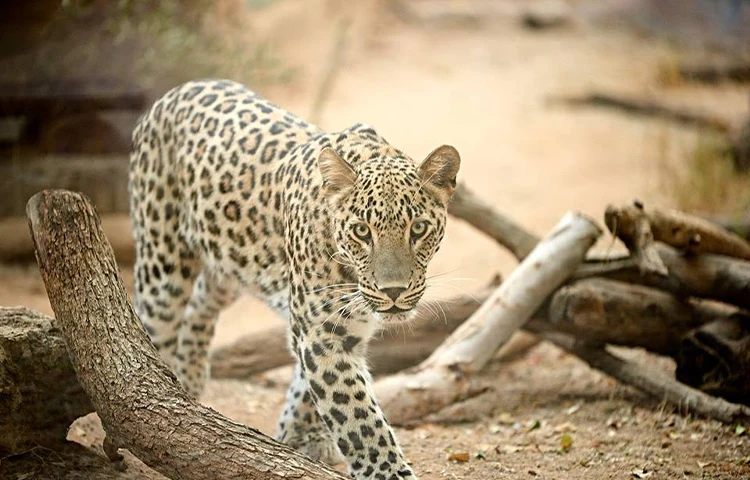 پلنگ ایرانی