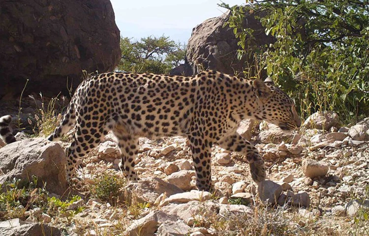 پلنگ ایرانی