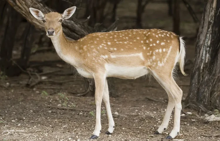 گوزن ایرانی