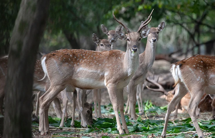 گوزن ایرانی