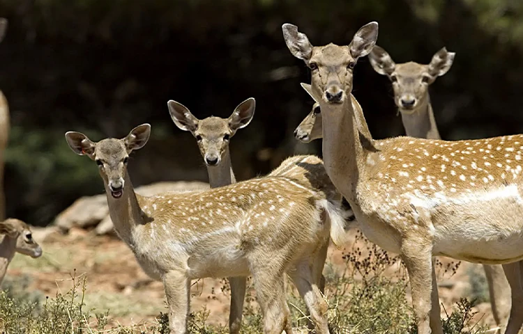 گوزن ایرانی