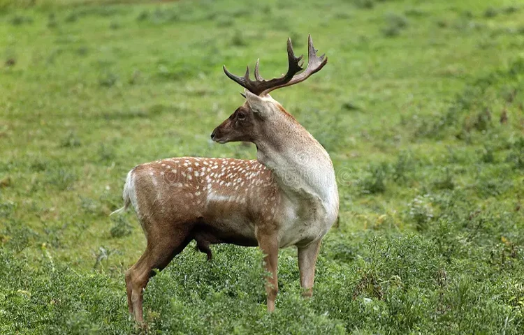 گوزن ایرانی