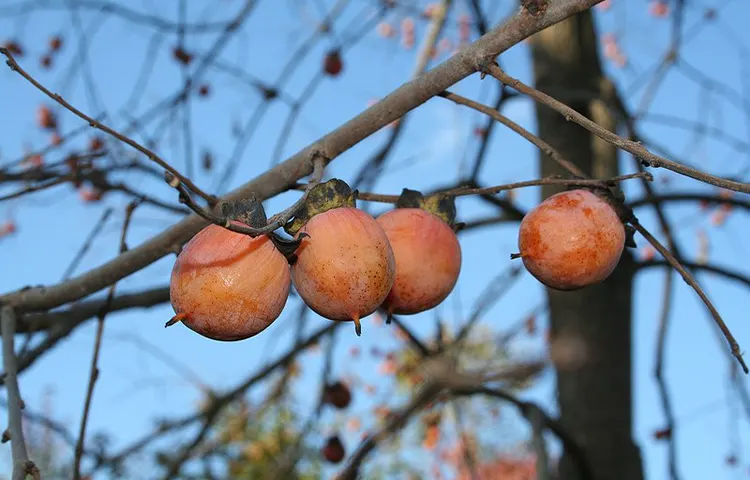 گیاهان پارک هزارپله