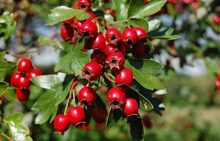 گیاهان پارک هزارپله