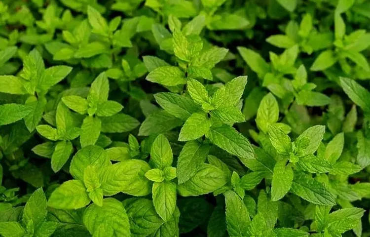 گیاهان پارک هزارپله