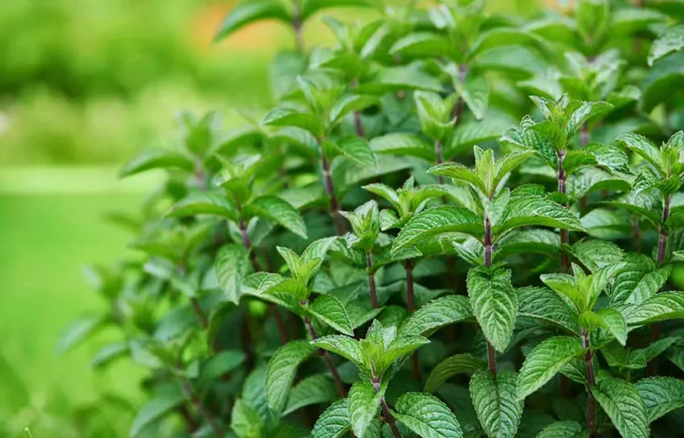 گیاهان پارک هزارپله
