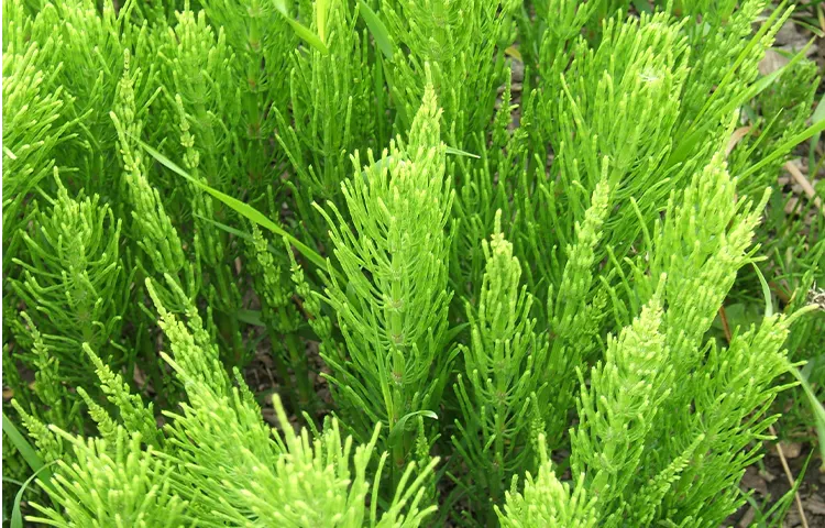 گیاهان پارک هزارپله