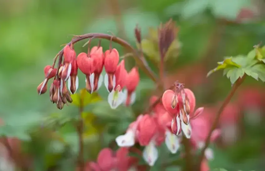 خاص‌ترین گونه‌های گیاه؛ نگاهی به شگفتی‌های دنیای گیاهان کمیاب