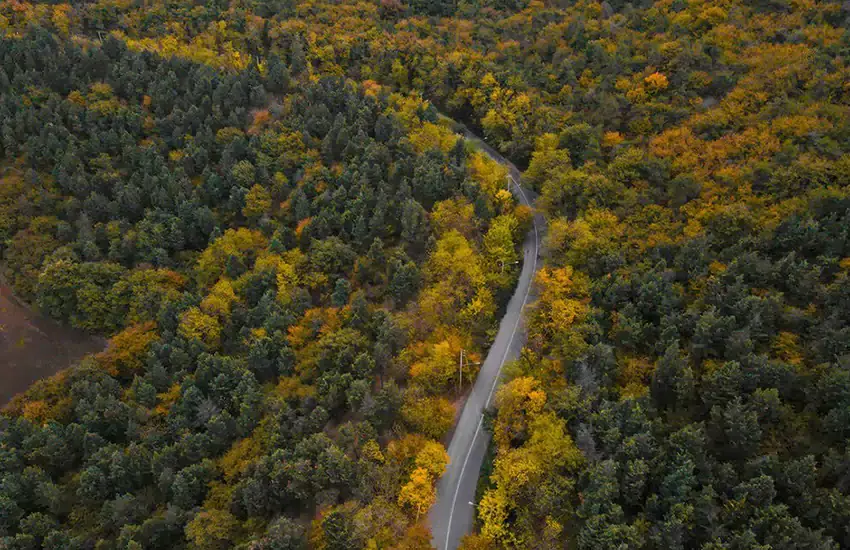 پرندگان شگفت‌انگیز جنگل هیرکانی؛ از دارکوب سیاه تا قرقاول خزری