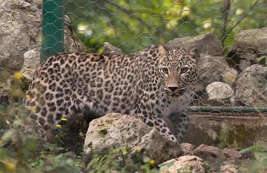 پلنگ ایرانی؛ گنجینهٔ باشکوه حیات‌وحش ایران