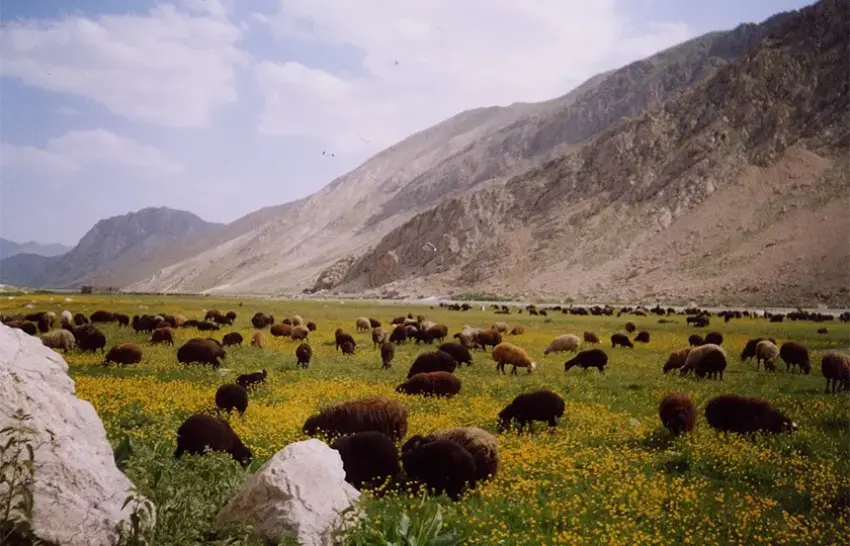 دشت لار؛ تماشای گستره‌ای بی‌کران از طبیعت دماوند